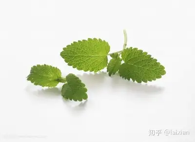 一般理解香蜂叶是柠檬香蜂草,同薄荷一样,属于唇型植物科,而并不是同