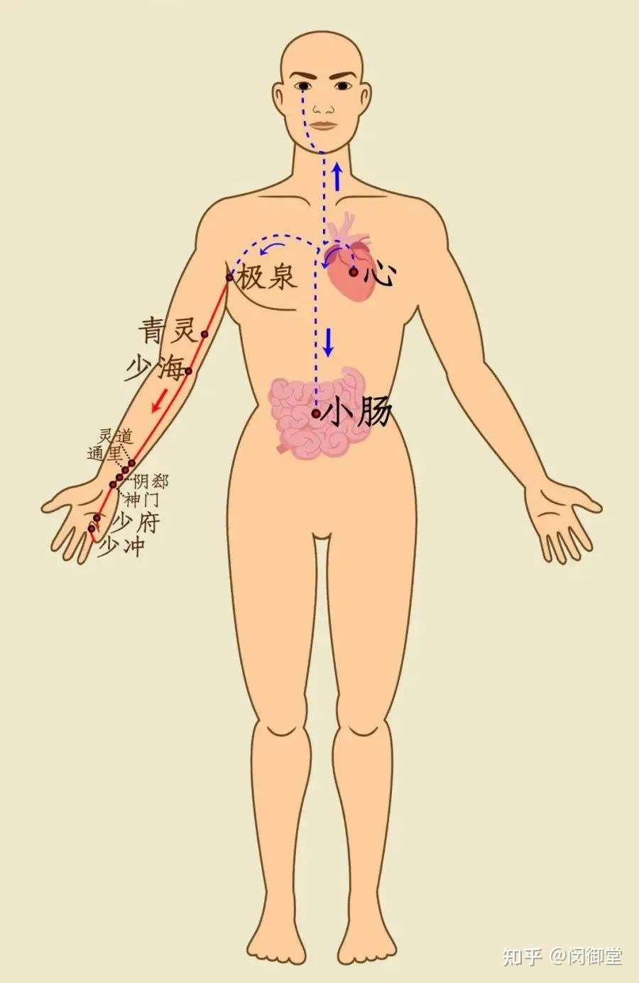 五脏 最喜欢的 养生动作 经常做五脏保平安 知乎