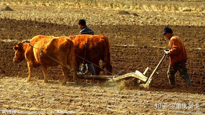 黄牛水牛在农耕使用上有何差别