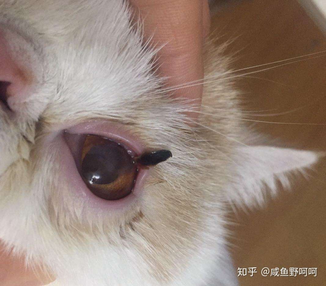 猫咪得了角膜腐骨/角膜炎保守治疗案例- 知乎