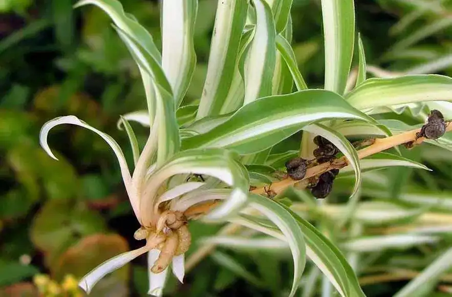 13种植物，不用管就能爆盆！ - 知乎