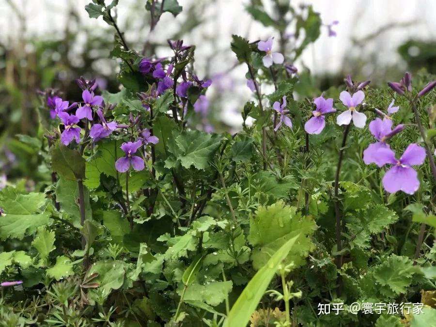 三月 到下渚湖看紫色油菜花 知乎