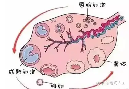 4激素波動,低激素排卵通常來講,如果半定量試紙未到峰值就轉弱,需要過