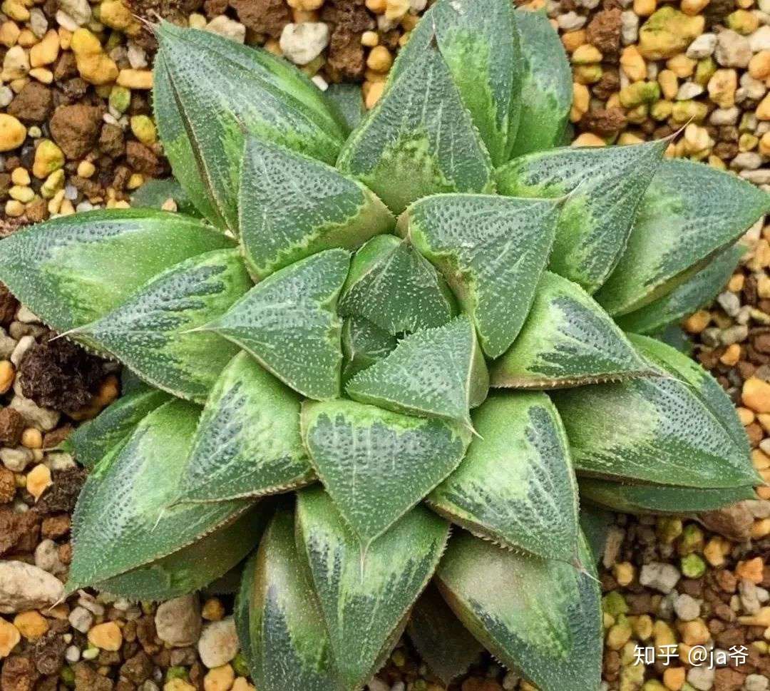 Ja爷有约之郑强 知乎