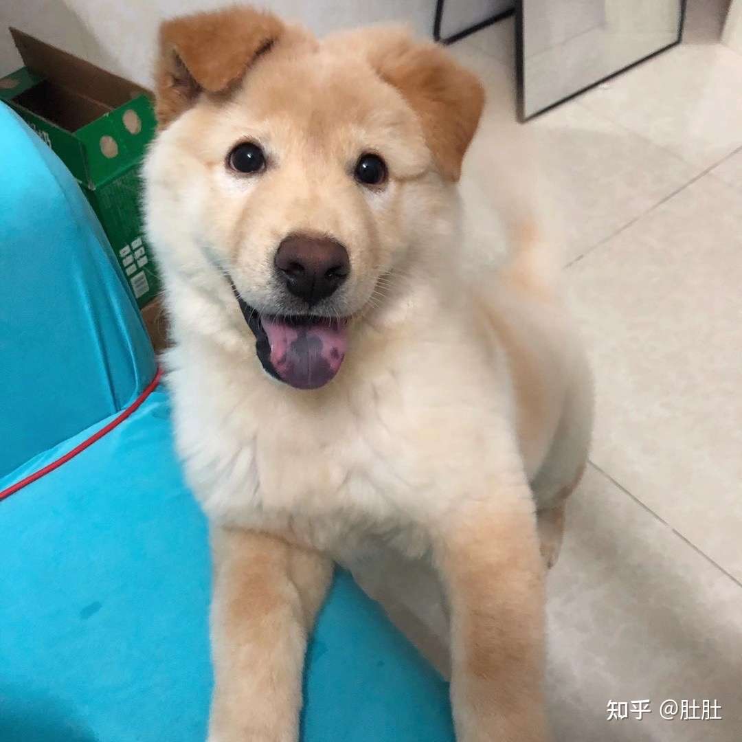 我家q总是中华田园犬的土松犬吗 知乎