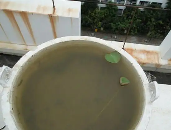 莲商会  碗莲入土方法(碗莲入土后加多少水最好)