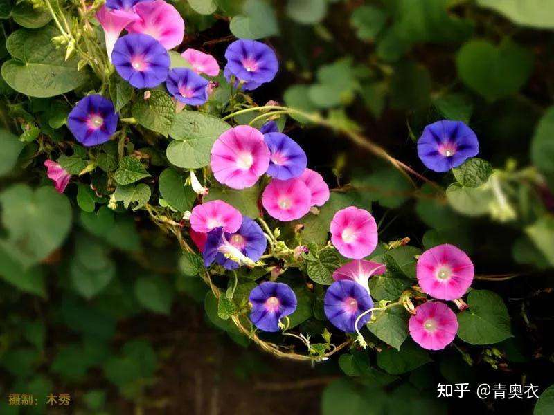 日本夏天的风物诗 你都知道哪些呢 知乎