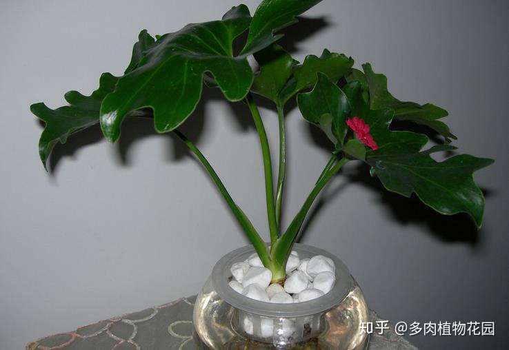 水培植物 不是 水养植物 植物水培有妙招 知乎