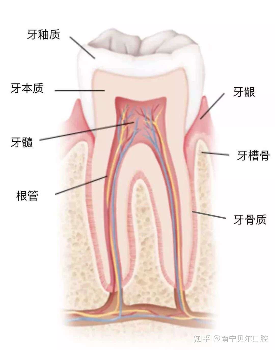 牙齿敏感是怎么回事 会有什么影响吗 知乎