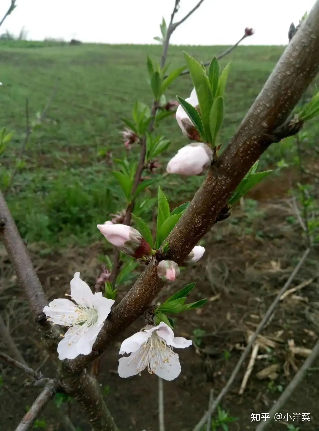 宝剑锋从磨砺出 梅花香自苦寒来 知乎