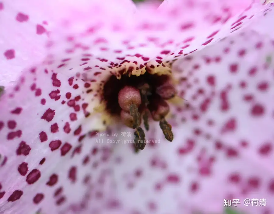 离天很近的那些植物 豹子花 知乎