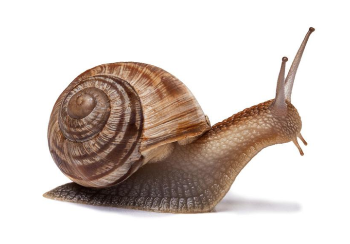 ��ţ
