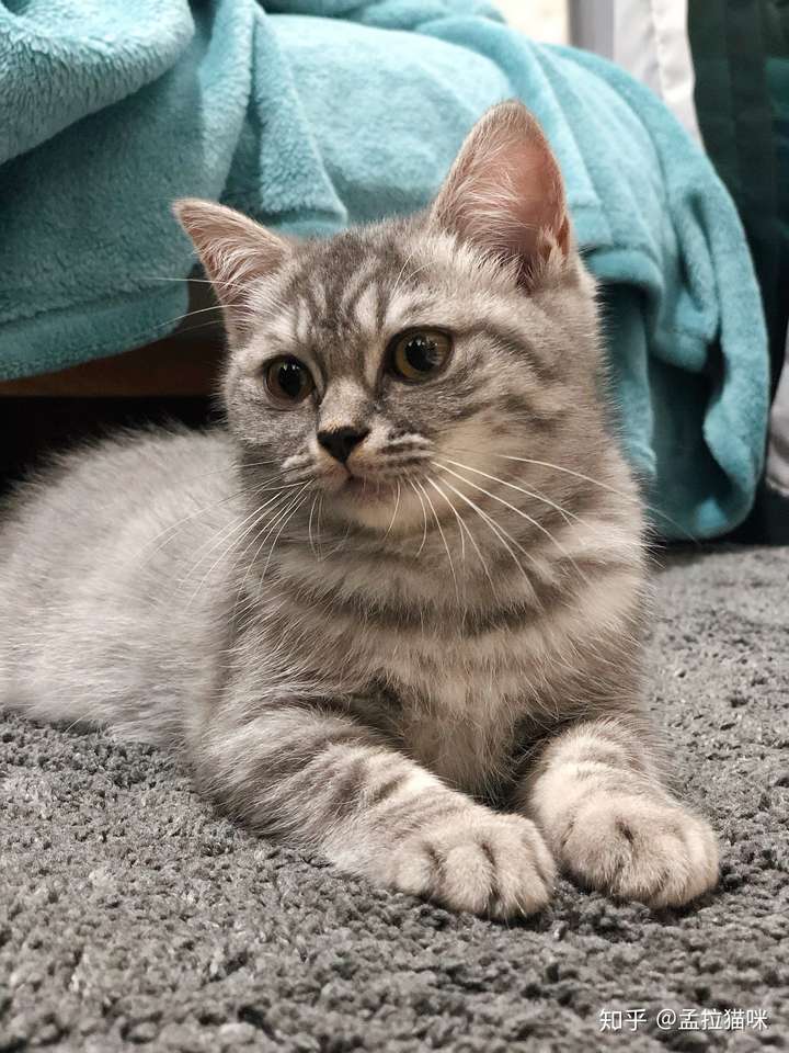 可以分享一张你们家猫咪最好看的照片吗