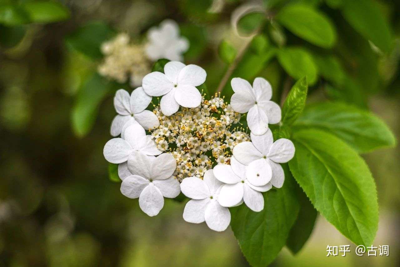 15种开在春天的花 15种春天里的诗意 知乎