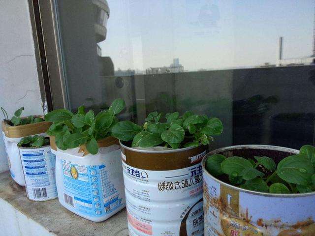 家里可能会有一些金属罐(奶粉罐,蛋白粉罐),这些作为种植容器也是很好