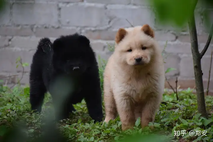 中华田园犬1”