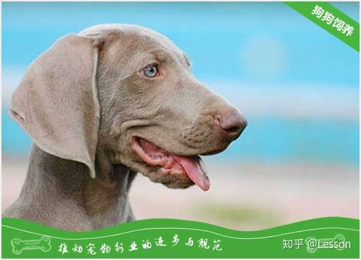 魏玛犬怎么养 魏玛犬饲养 知乎