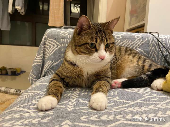 白餐巾白手套的狸花猫能有多漂亮? - 知乎