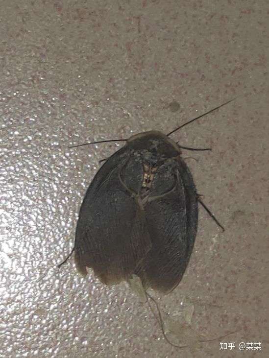 家里最近突然出现了一种大虫子,圆扁型,黑色,5厘米左右,还拍不死,有