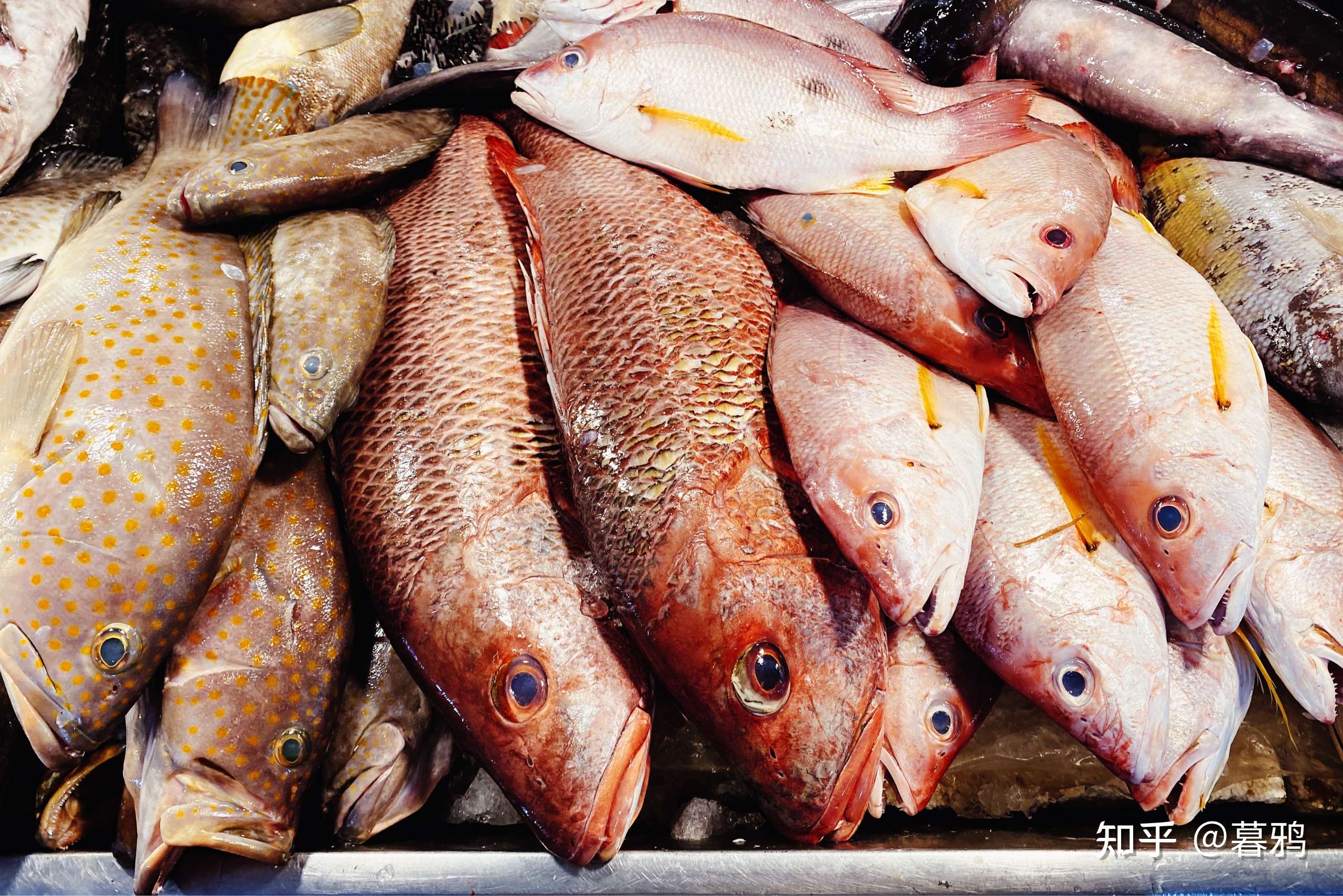 暮鸦 的想法: 海南菜市场鱼类 鹦嘴鱼猪齿鱼石斑笛鲷一… 