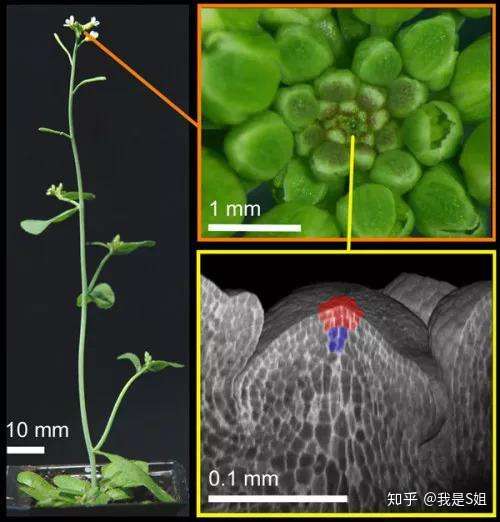 科普 干细胞与美容的那些事儿 知乎