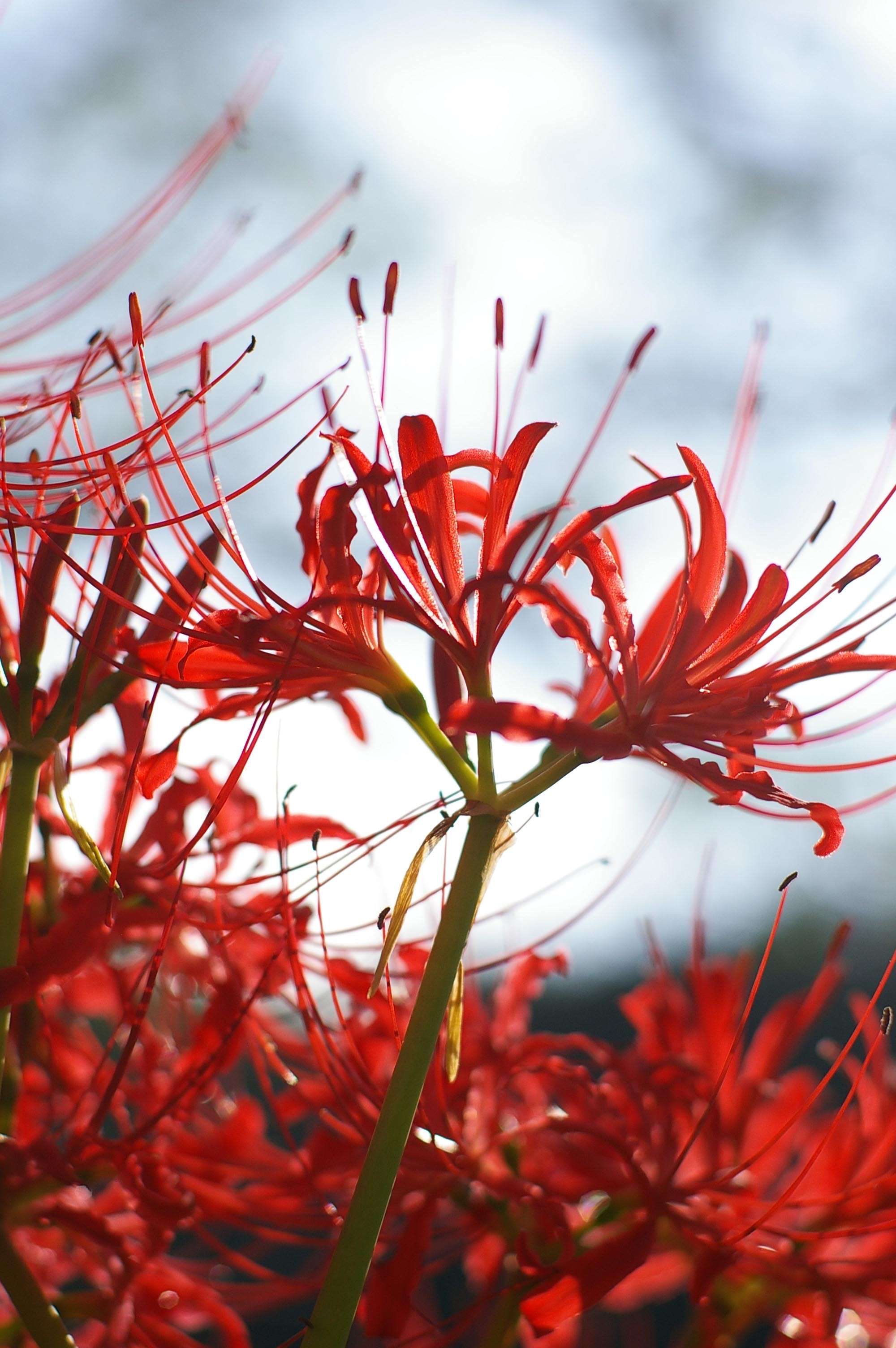 两生花壁纸图片