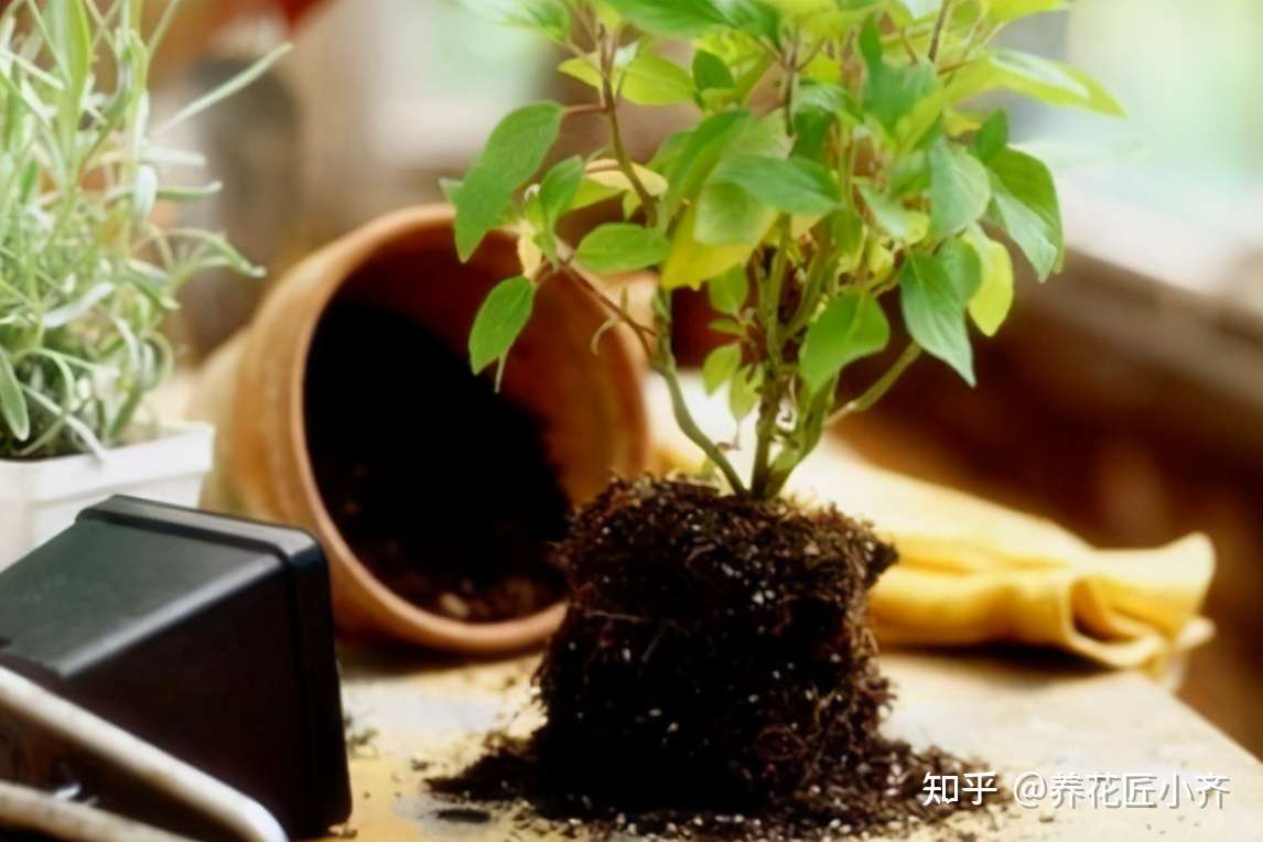 刚开始养花 我都是自己配土 植物一样长得好 省下土钱来买花 知乎