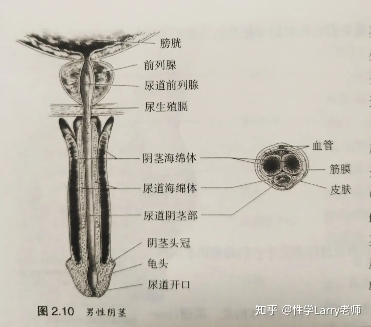 什麼 是 潮吹