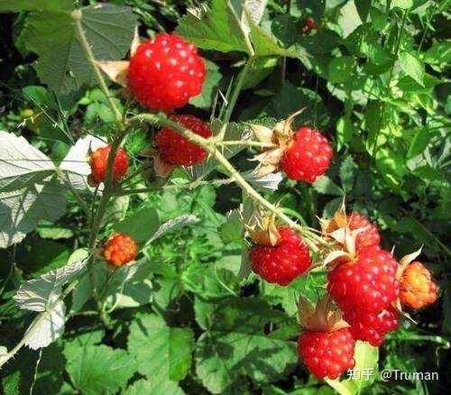 这是山莓,属于蔷薇科,既然是你们学校山上的应该是野生山莓,只要没人