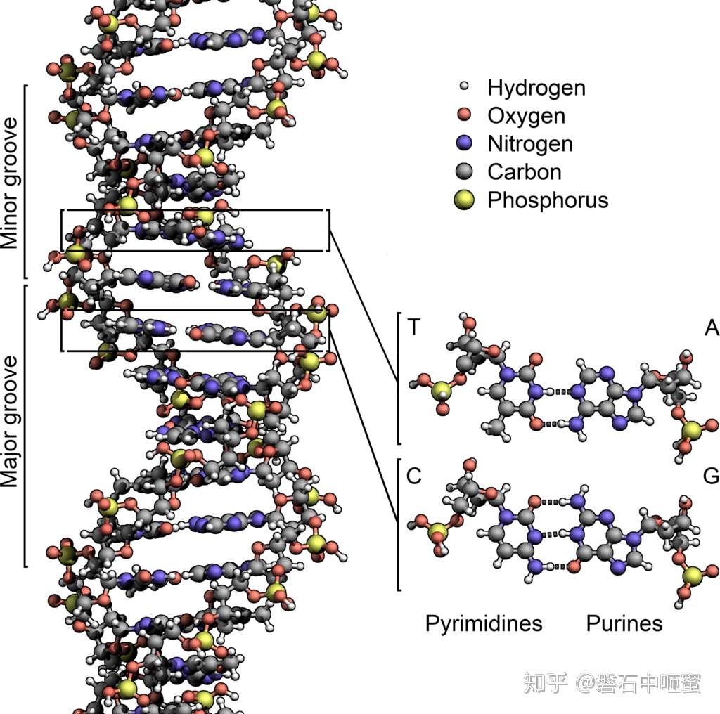 脱氧核糖核酸dna 知乎