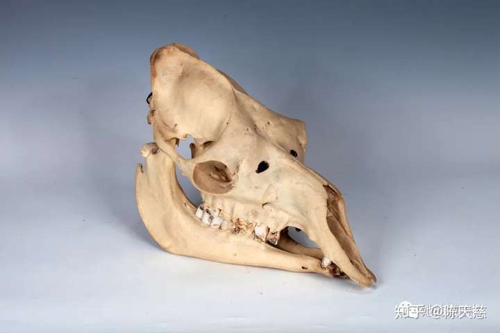 那些年三毛教我们的文化课骆驼头骨