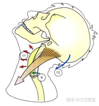 胸锁乳突肌两侧收缩为什么是使头后仰?