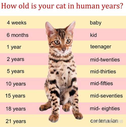 猫的寿命，看看你家主子多大了