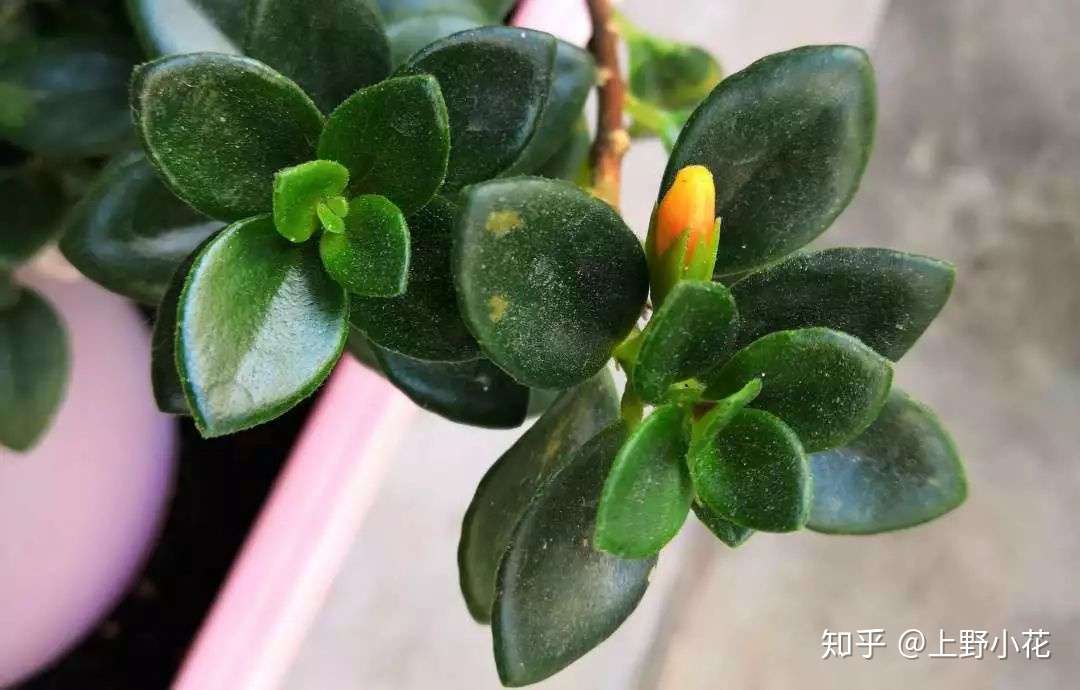 金鱼花 低调的开花记 知乎