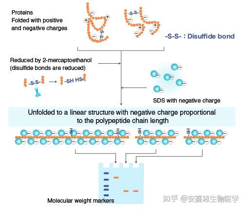 干货 Sds Page 聚丙烯酰胺 蛋白电泳原理详解 知乎