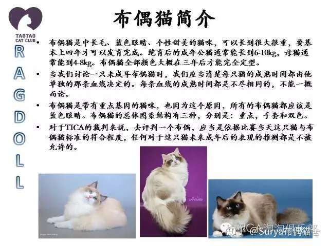 关于布偶猫的品相辨别 Tica版本 知乎