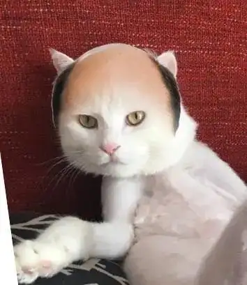 猫咪竟然英年早秃头顶的茂密毛发为什么会消失一块