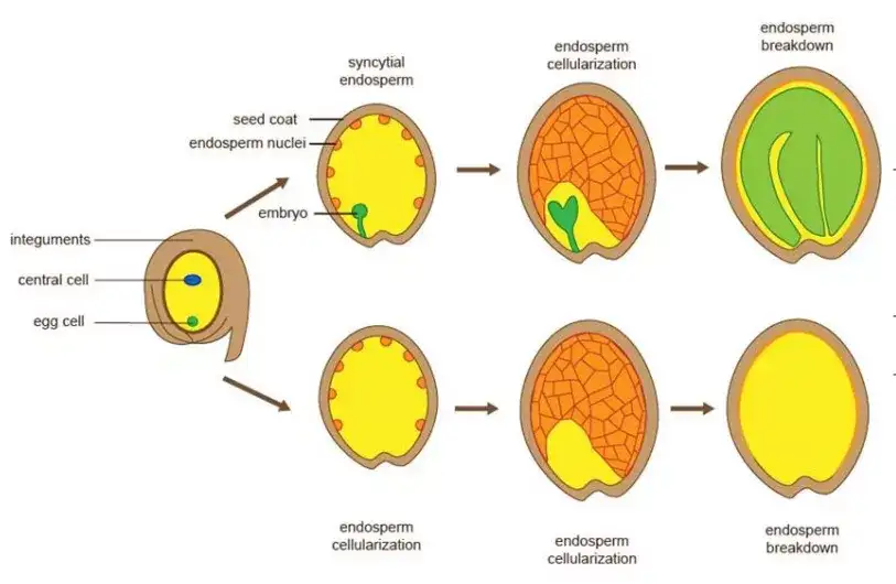 Plant Cell 厘清种子发育机制的认识误区 孙蒙祥团队发现种子胚乳发育是一个自主发生的过程 知乎