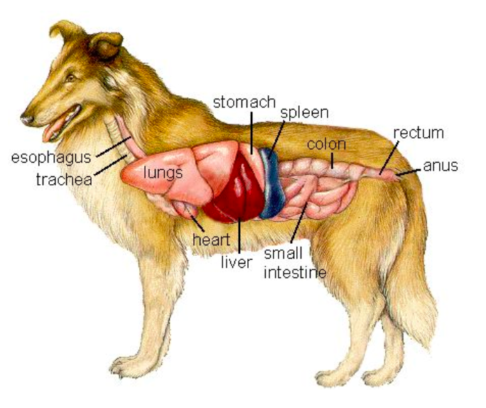 纽贝健营养专题 激素对犬猫消化时产生的作用是什么 知乎