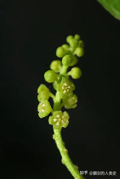 【植物界全系列】檀香目—檀香科(中):檀香 - 知乎