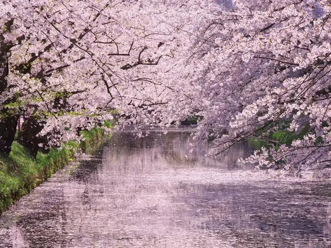 日本樱花 一期一会的粉色浪漫 赏樱 推荐 知乎