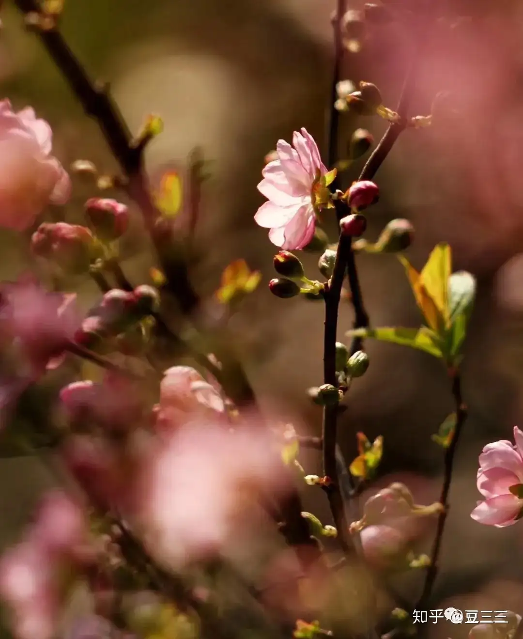 春天来了 12星座的专属花语 知乎