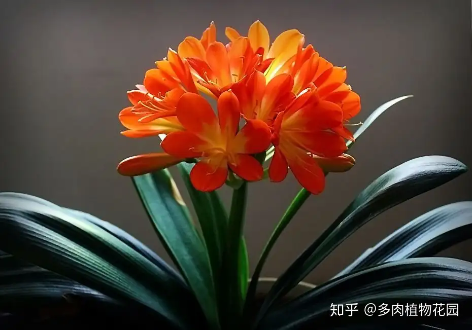 君子兰养了三年不开花 邻居这个方法养护 年年开花 知乎