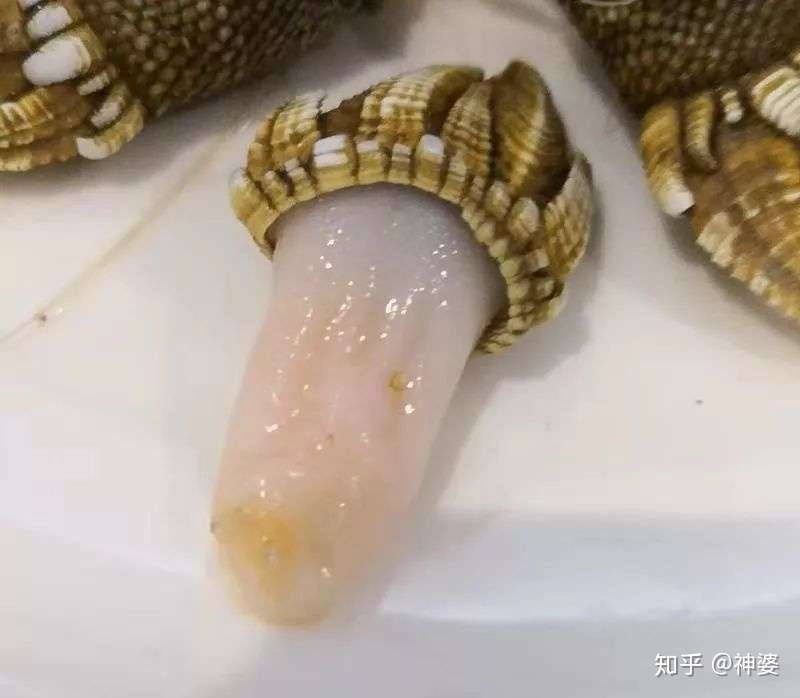 海错图爱情笔记 藤壶 七夕大海里的比鸡鸡大赛冠军 知乎