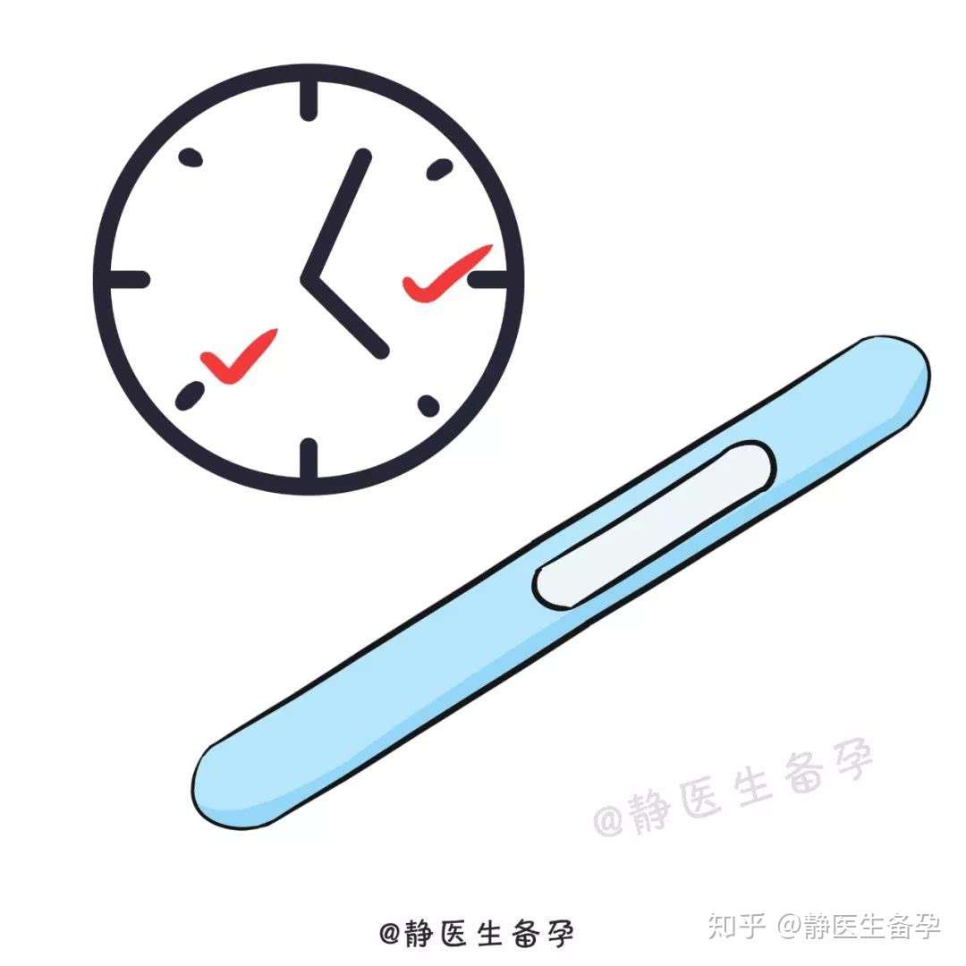 排卵期or排卵日 哪天更容易受孕 知乎