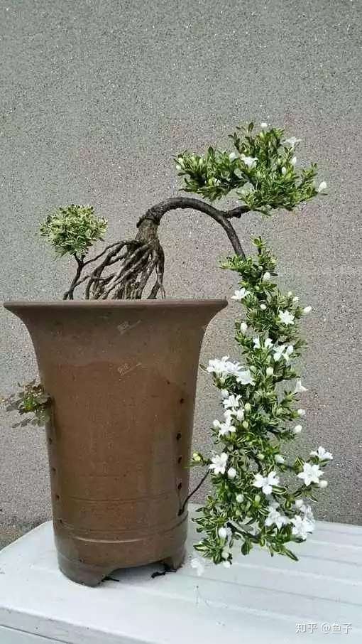 六月雪盆景黄叶 掉叶 不开花的原因和处置方法 知乎
