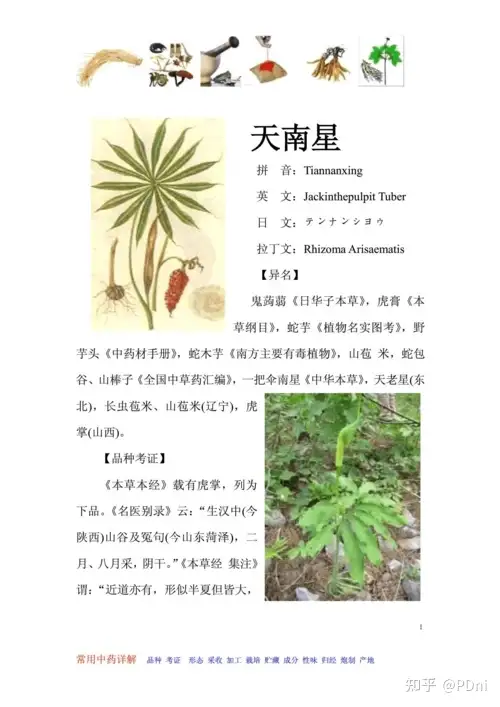 天南星的功效和作用 知乎