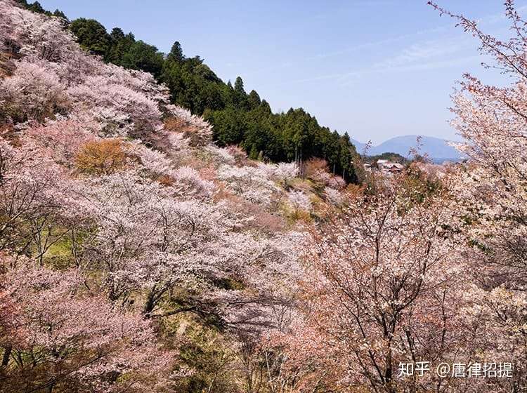 日本樱花的秘密 知乎