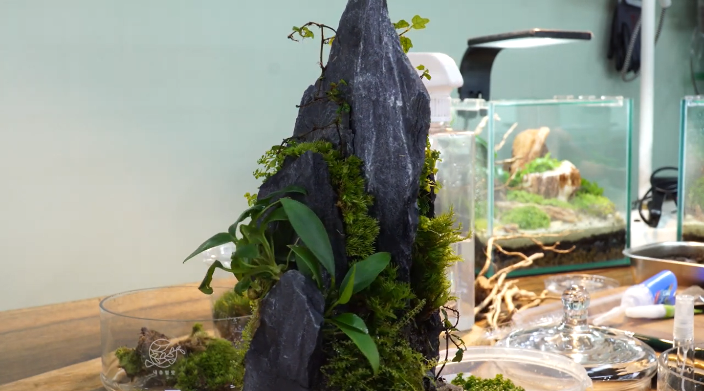 生态微景观 巧用玻璃防尘罩 知乎