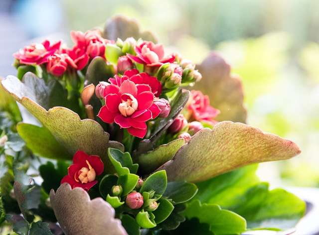 秋天养花 做到这5点 开花停不下来 知乎